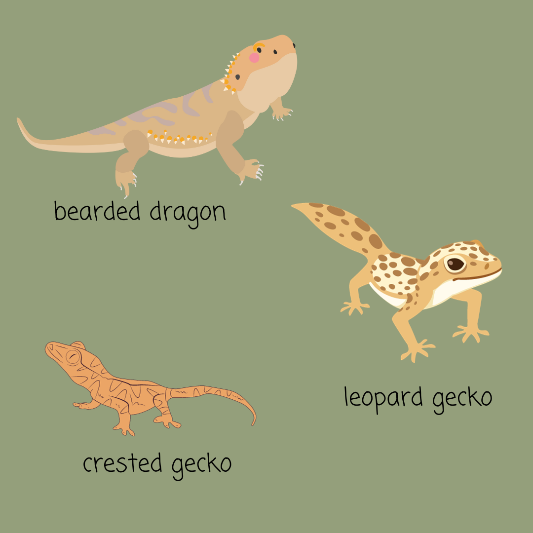 lizards